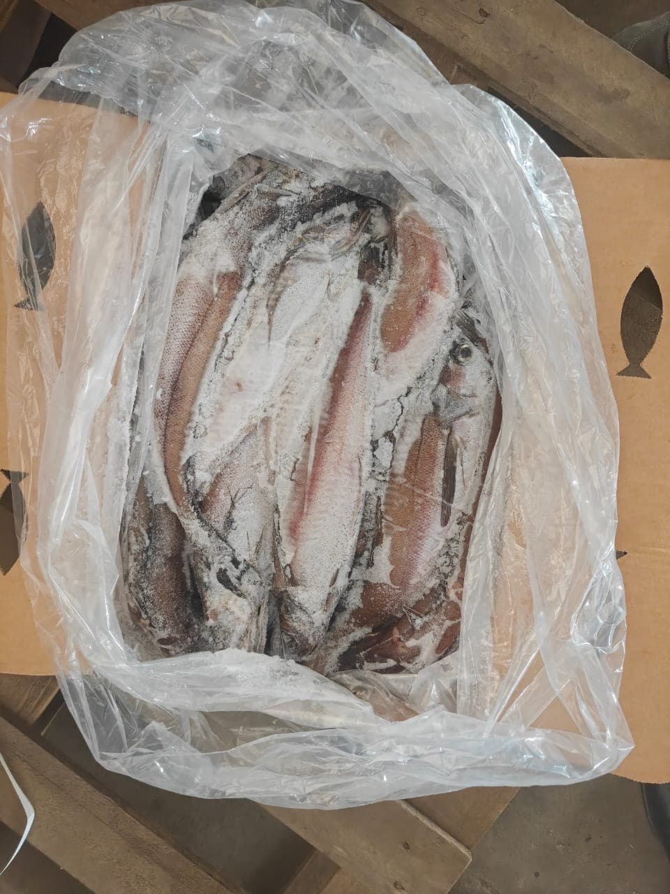 Hake