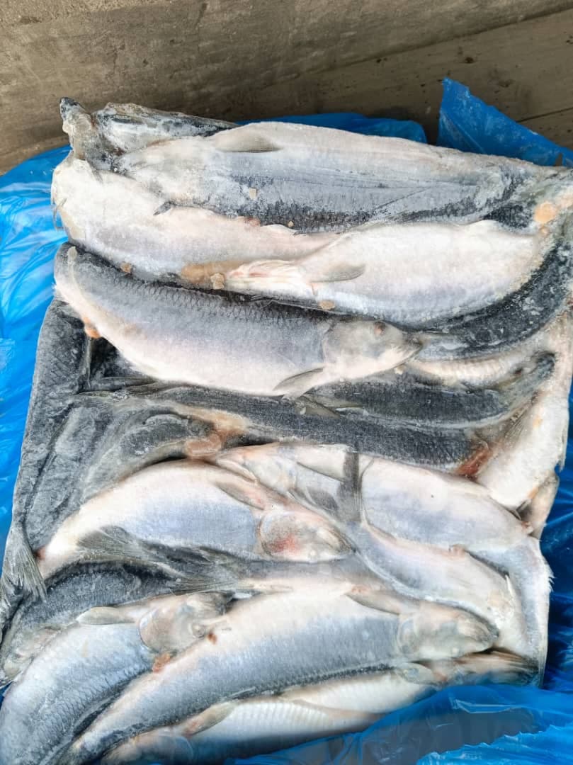 Herring (Shawa)